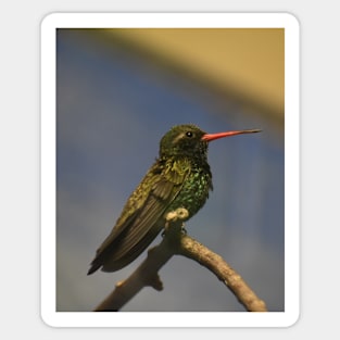 Broad-Billed Hummingbird Sticker